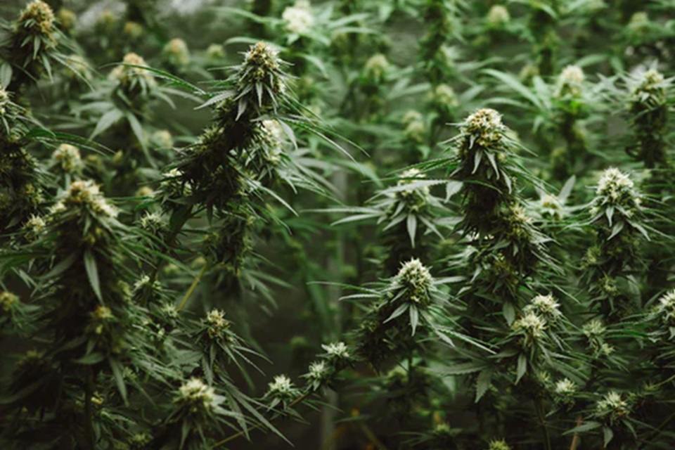 Benefits Of Hemp-Derived Products For Everyday Wellness