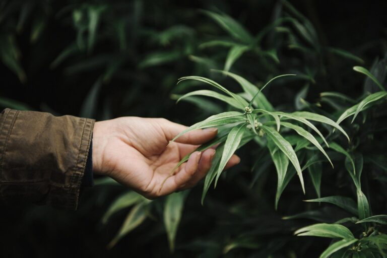Fascinating Facts About Cannabis History And Culture