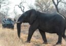 Luxury Nature Tours For Travelers