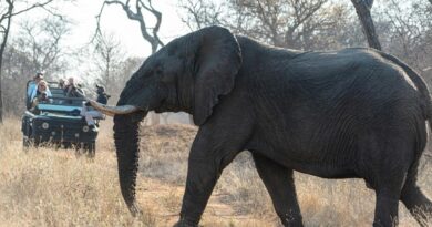 Luxury Nature Tours For Travelers