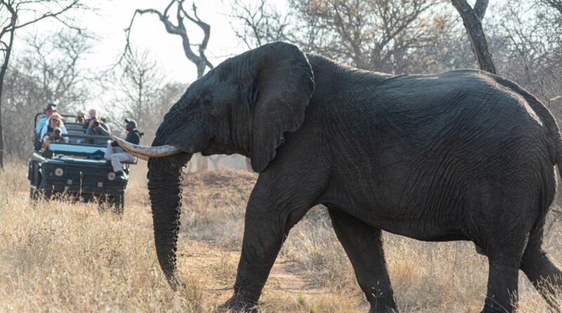 Luxury Nature Tours For Travelers